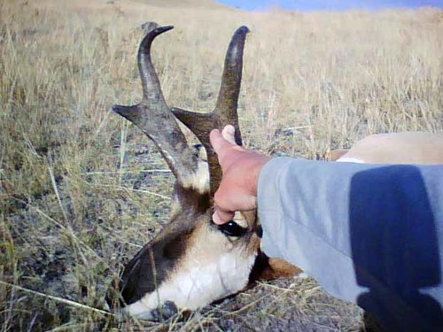 buck1.jpg buck1.jpg