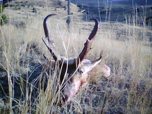 buck2.jpg buck2.jpg