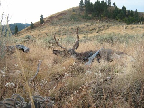 Idaho Deer Oct. 2011 024.jpg