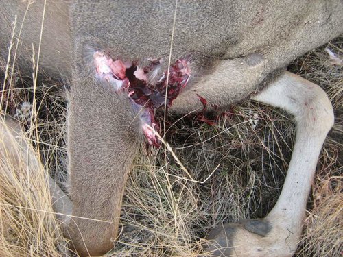 Idaho Deer Oct. 2011 019.jpg