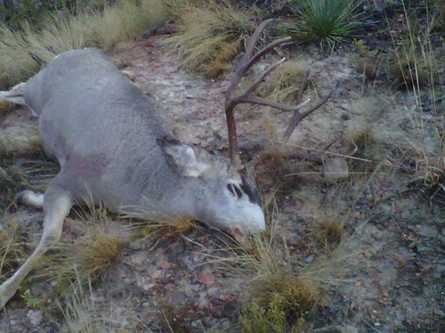 2011 buck2.jpg