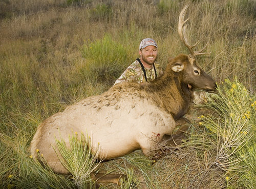 GB Bull .jpg GB Bull .jpg