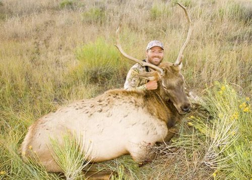 GB Bull 2.jpg GB Bull 2.jpg