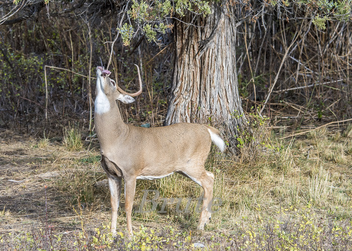 Whitetail  October 2020 a-4637.JPG