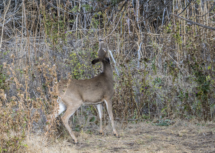 Whitetail  October 2020 a-4671.JPG