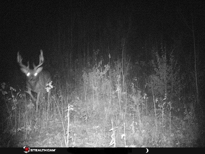 Buck Pic.jpg Buck Pic.jpg