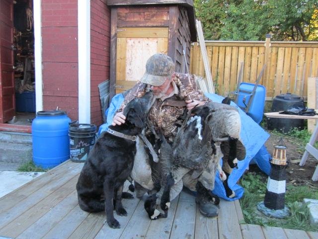Pearl's last geese 2014.jpg Pearl's last geese 2014.jpg