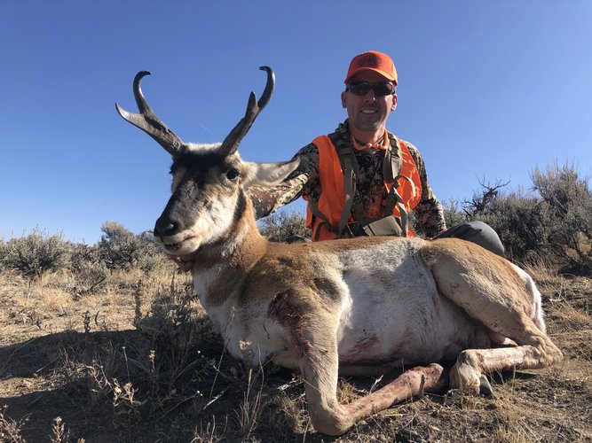 Antelope 2020.jpg Antelope 2020.jpg