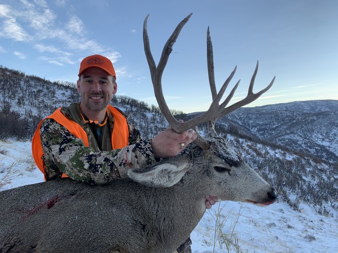 Mule Deer 2020.jpg