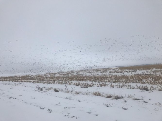 Geese and Sandhill Cranes South Dakota.jpg
