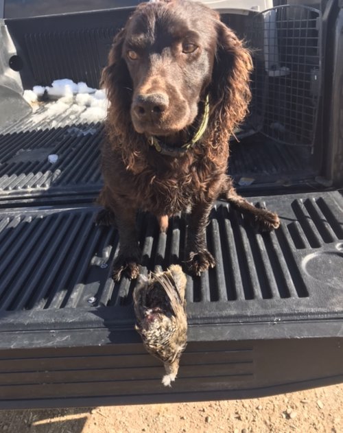Quail 1.jpeg