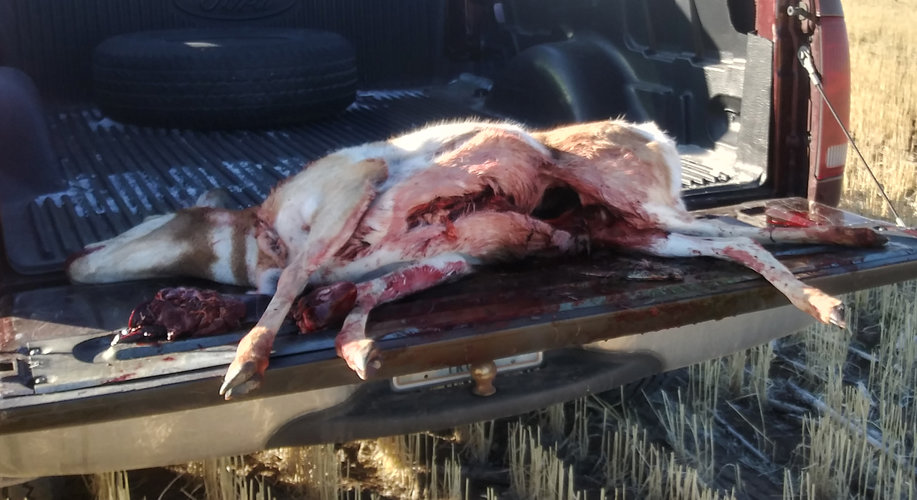 2020-First-Doe-Antelope.jpg 2020-First-Doe-Antelope.jpg