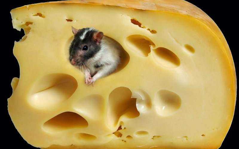 Mouse-In-Cheese-Images.jpg