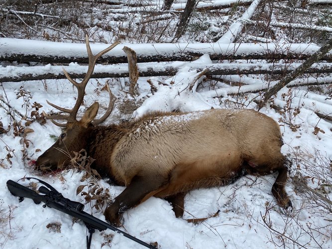 bull2020-2.jpg bull2020-2.jpg