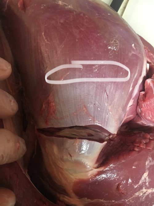 7316B5EB-3E7F-4006-8287-FAC1A1898BFF.jpeg 7316B5EB-3E7F-4006-8287-FAC1A1898BFF.jpeg