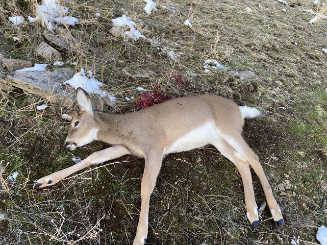 D028CB0E-54A5-4AD8-BC81-7EF52294E2C7.jpeg D028CB0E-54A5-4AD8-BC81-7EF52294E2C7.jpeg