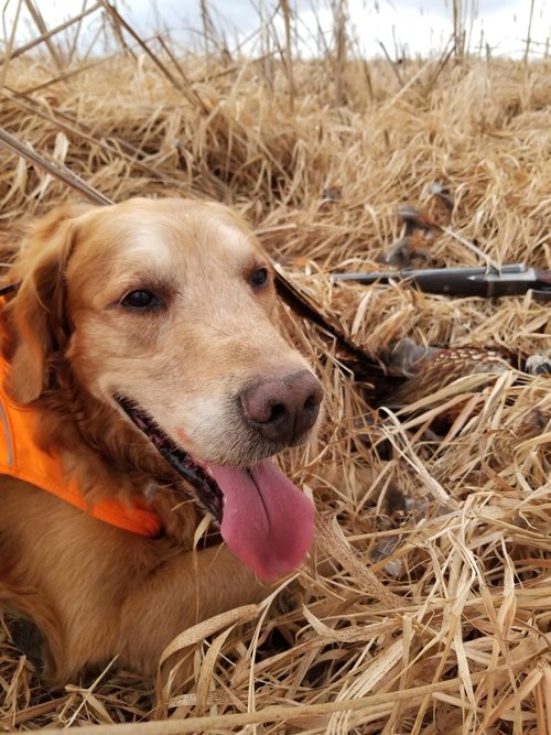 20201114 Gus with pheasant and Cashmore II.jpg