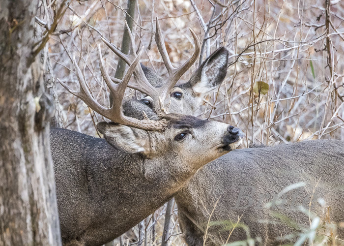 Muley Deer  November 2020 a-5092.JPG