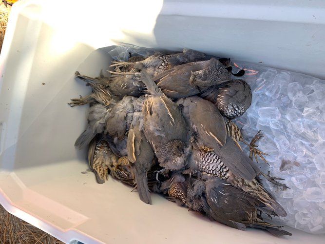 Quail.jpg