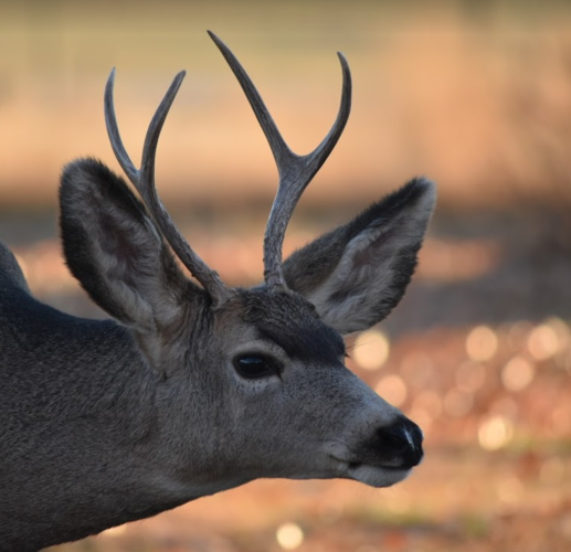 1605741832022.png 1605741832022.png