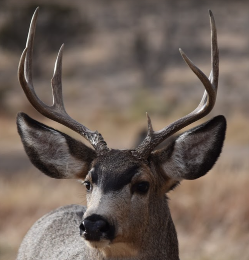 1605741895432.png 1605741895432.png