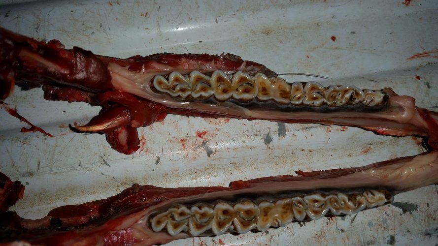 my buck.jpg my buck.jpg