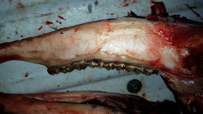 my buck2.jpg my buck2.jpg