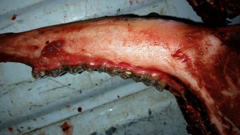 carsons buck 2.jpg carsons buck 2.jpg