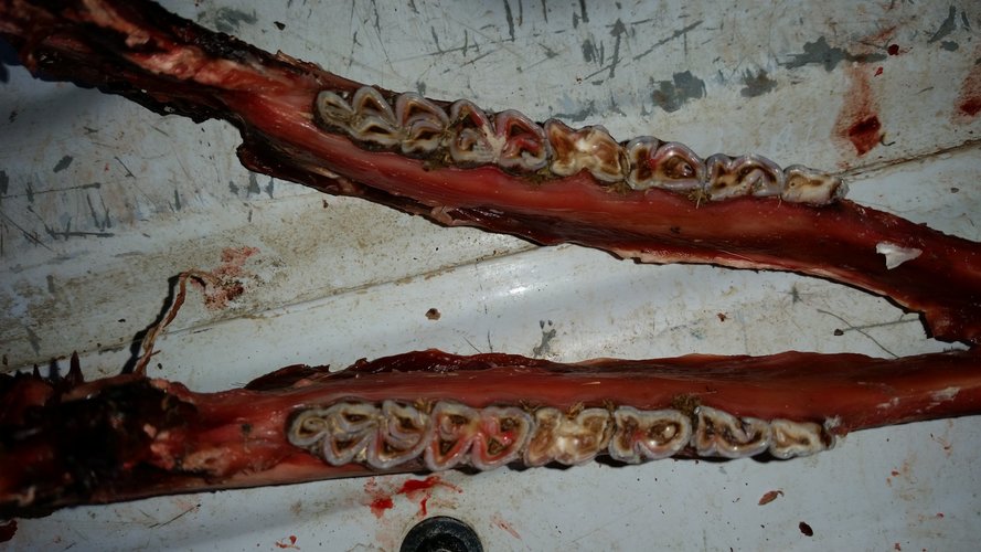 carsons buck.jpg carsons buck.jpg