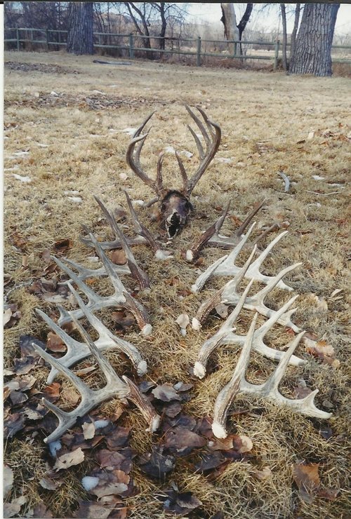 Logen buck.jpg Logen buck.jpg