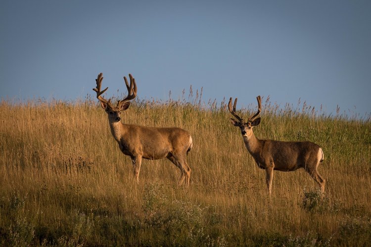 IMG_2085.jpg IMG_2085.jpg