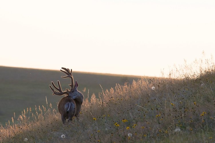 IMG_2355.jpg IMG_2355.jpg