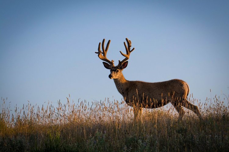 IMG_2204-2.jpg IMG_2204-2.jpg