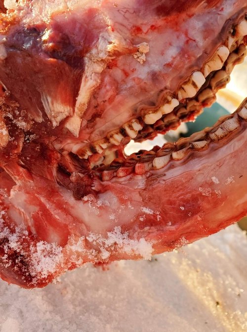 490886D5-9330-4ABC-BD1D-F54CA5FE0F5D.jpeg 490886D5-9330-4ABC-BD1D-F54CA5FE0F5D.jpeg