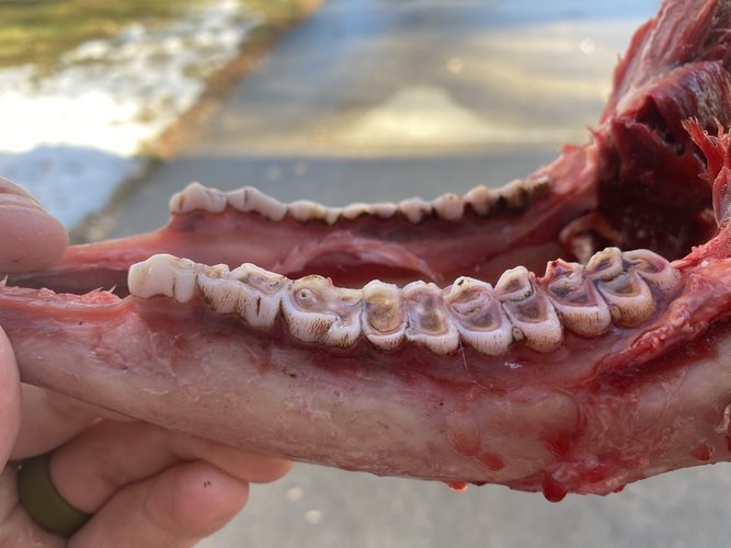 129FDD39-B5BB-45F3-9FA2-E883782528A1.jpeg 129FDD39-B5BB-45F3-9FA2-E883782528A1.jpeg