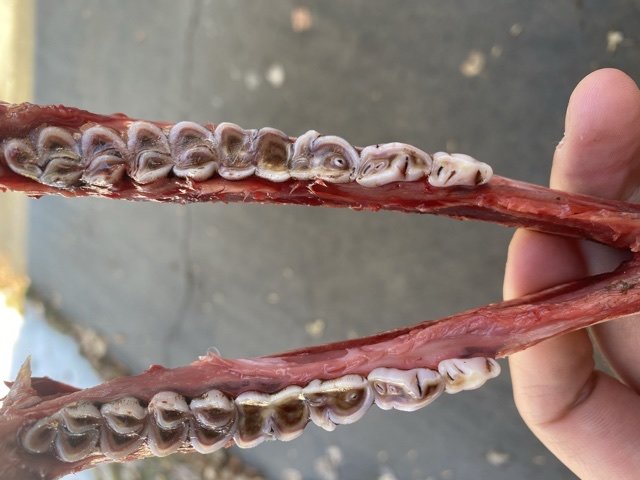 D0B6B485-F12A-495C-8892-065F7DBB17F7.jpeg D0B6B485-F12A-495C-8892-065F7DBB17F7.jpeg