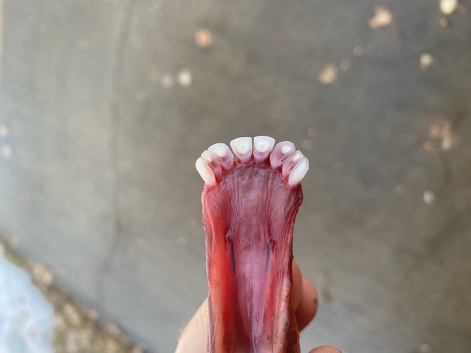 1E437325-0A94-4388-AD34-34AFE7C98C76.jpeg 1E437325-0A94-4388-AD34-34AFE7C98C76.jpeg