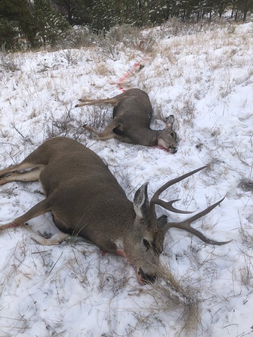 buck & doe mule deer.jpg