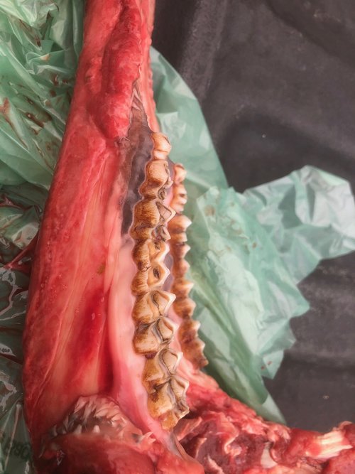 deer age.jpg deer age.jpg