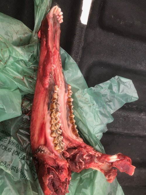 deer age - jaw.jpg deer age - jaw.jpg