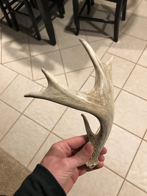 shed.jpg shed.jpg