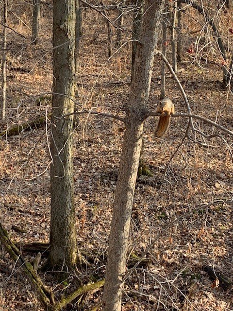 Squirrel.jpg Squirrel.jpg
