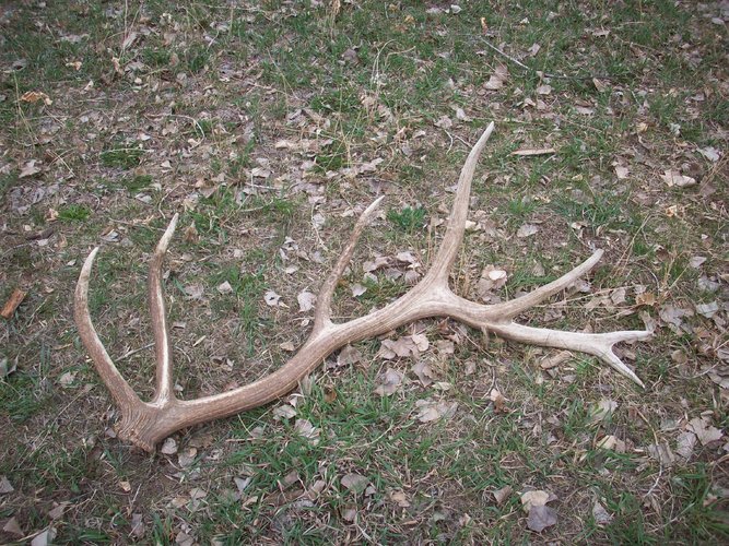 elk l.JPG elk l.JPG