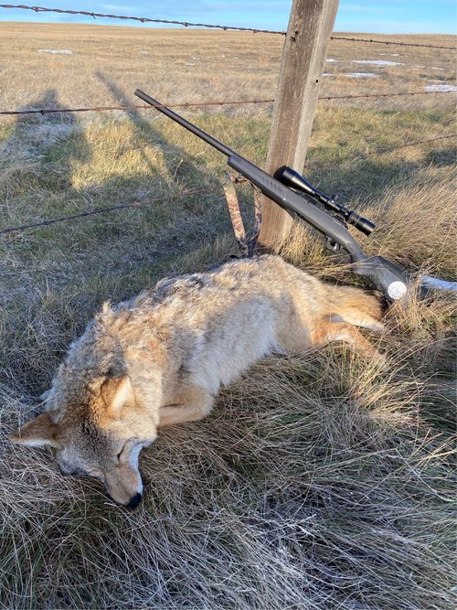 yote-1.jpg yote-1.jpg