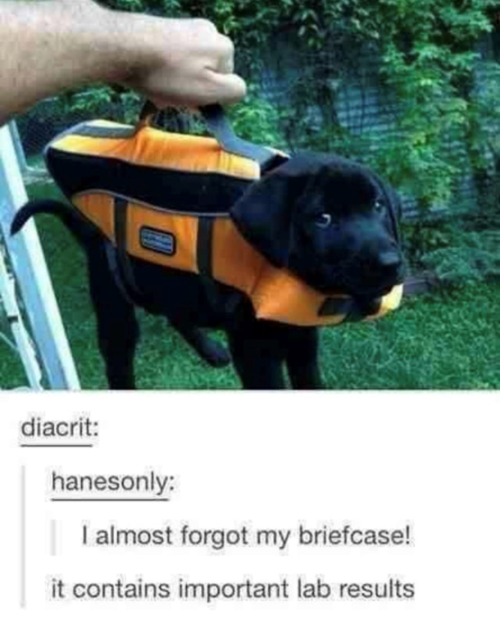 briefcase.png