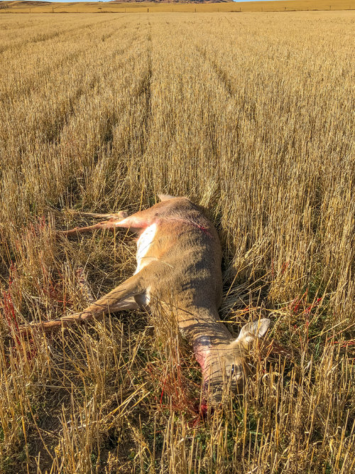 SD doe-1.jpg