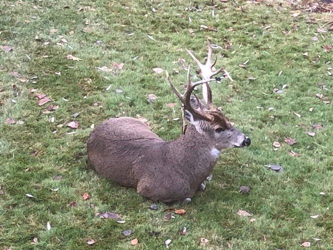 awesome whitetail.jpg