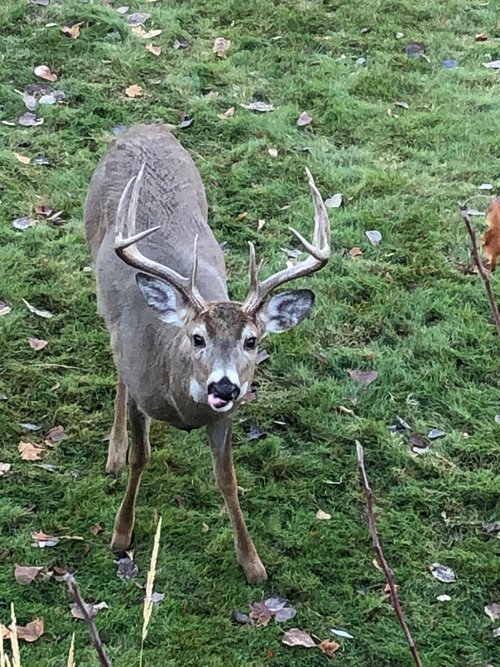 typical in the yard - whitetail.jpg