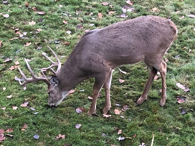 typical - yard deer.jpg