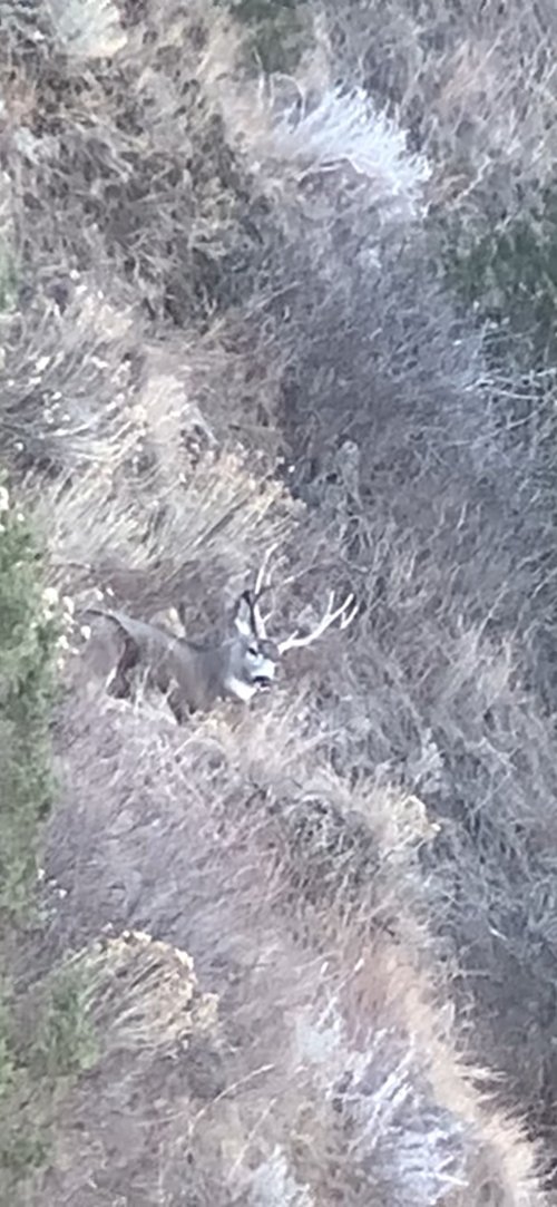 Muley buck sitting.jpg